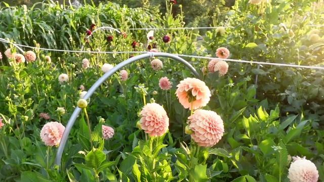 Dahlia Growing 101: how to grow great dahlias! смотреть онлайн