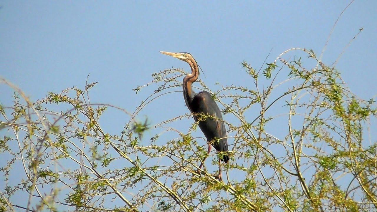 Рыжая цапля / Purple heron / Airone rosso / Руда чапля смотреть онлайн