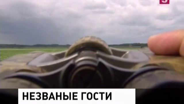 Кабаны и люди. Мировые новости смотреть онлайн