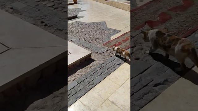 Мечеть в Шарме (Шарм-эш-Шейх). Старый город смотреть онлайн