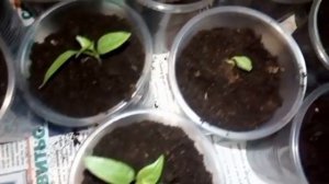 ПИКИРОВКА(Пересадка) рассады перца в отдельные стаканчики