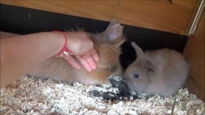 Как приучить кролика к рукам? Декоративный кролик боится рук, нападает?