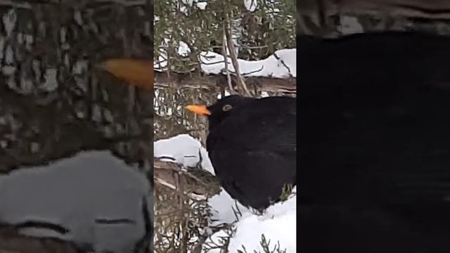 Фауна Краснодара