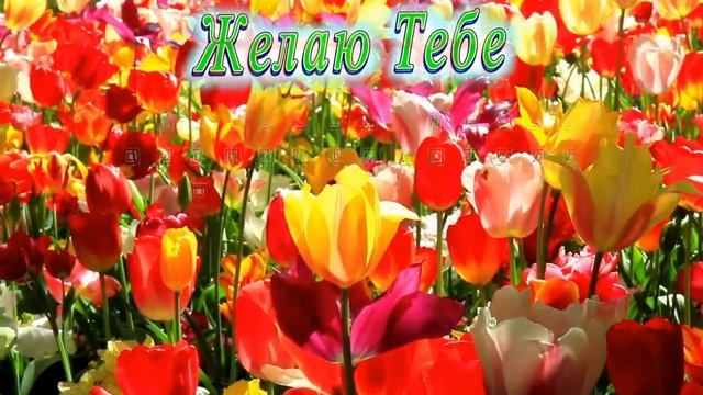 С Днём Рождения Алёна смотреть онлайн