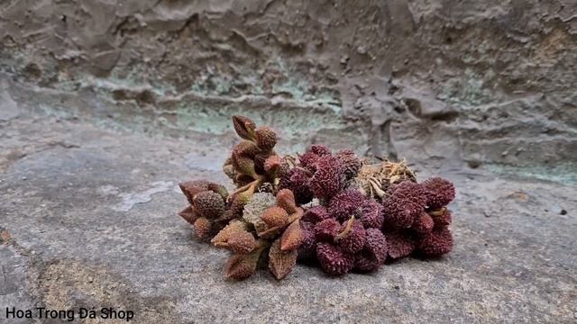 Succulent Adromischus Marianiae & Adromischus Marianiae 'Herrei Red | Gọi vui là sen khổ qua смотреть онлайн