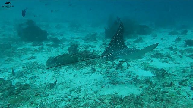 Dive with Manta Rays and Whalesharks - Maldives Dive Nov 2023 смотреть онлайн