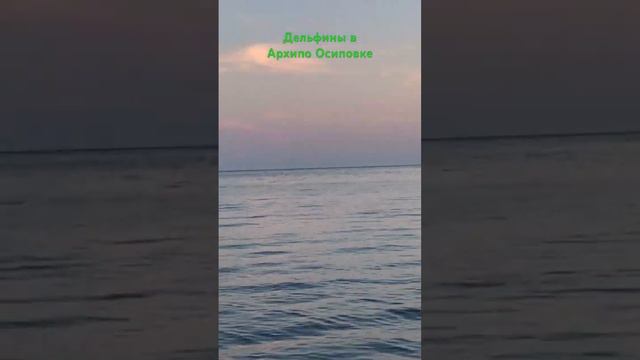 Дельфины в Архипо Осиповке #vgoncharov #подпишись #дельфины #архипоосиповка2023 #море #черноеморе смотреть онлайн