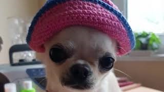 Чихуахуа. Лиза чистит зубы. смотреть онлайн