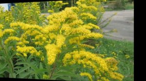 Золотарник или Северная мимоза как вырастить это растение   #золотарник#солидаго