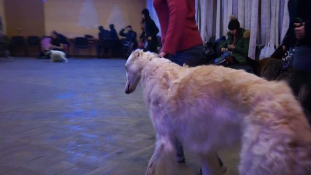 Подготовка к выставке Сокола и Горностая смотреть онлайн