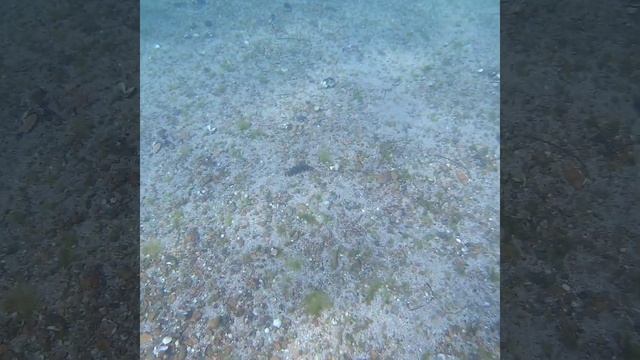 Морской бычок, Краб волосатик, Трепанг, гребешок. Подводный мир остров Русский, г. Владивосток смотреть онлайн