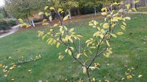 Обрезка яблони и сливы осенью. ПРОСТАЯ ОБРЕЗКА МОЛОДЫХ ДЕРЕВЬЕВ.