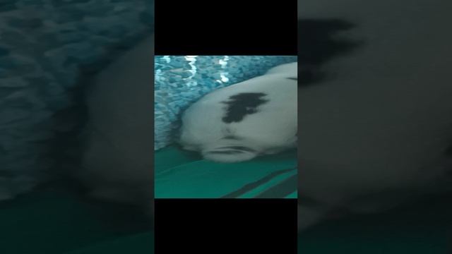 опять кролик Нако сячил смотреть онлайн