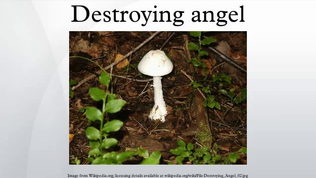 Destroying angel смотреть онлайн