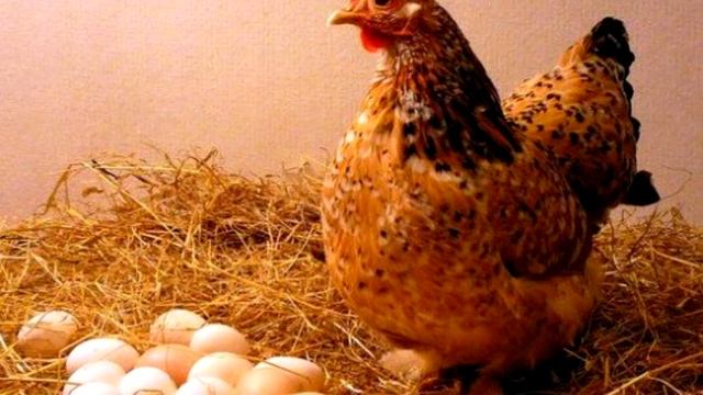 Почему куры не несутся? / Что делать если куры перестали нестись? / Почему куры перестали нести яйц смотреть онлайн