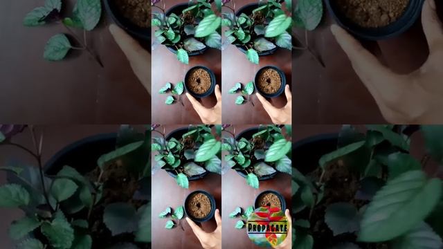 Red flame ivy propagation|Hemigraphis alternata|Waffle plant| #shorts смотреть онлайн