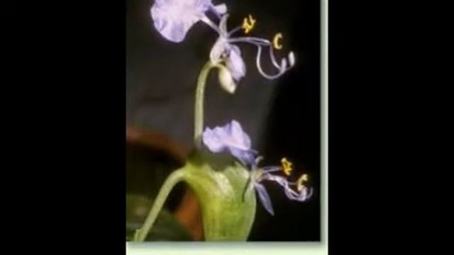 Siderasis fuscata смотреть онлайн