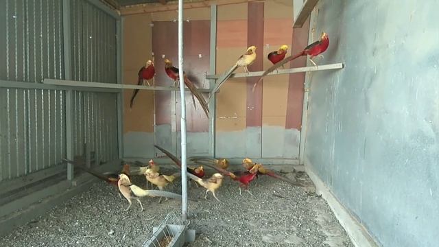 Фазаны период Токование смотреть онлайн