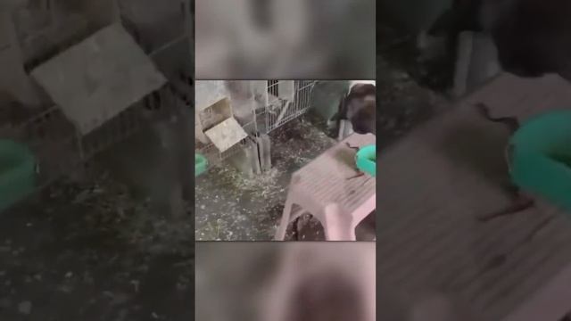 Бульдог Разорвал Змею на Куски смотреть онлайн