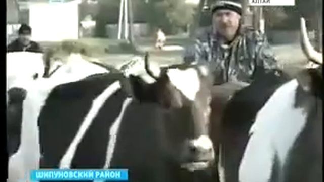 Проверки на рынке услуг по закупу молока: почему цены пошли вниз? смотреть онлайн