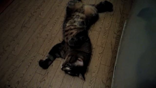 Лечили Кота Сеню от Мочекаменной болезни! Цистит!? Кот без кошки как себя ведёт! Как Кот отвечает!? смотреть онлайн