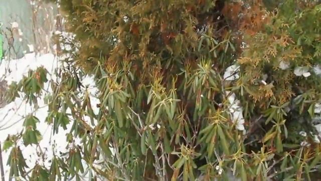 30 01 22г Пробежка по саду Магнолии, рододендроны, как зимуют и выдерживают снегопады смотреть онлайн