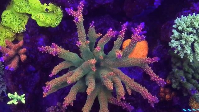 Red Robin Acropora смотреть онлайн