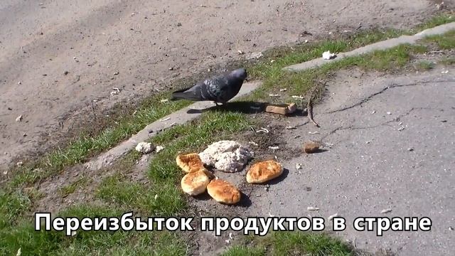Голода не будет! Пирожки и каша голубям смотреть онлайн