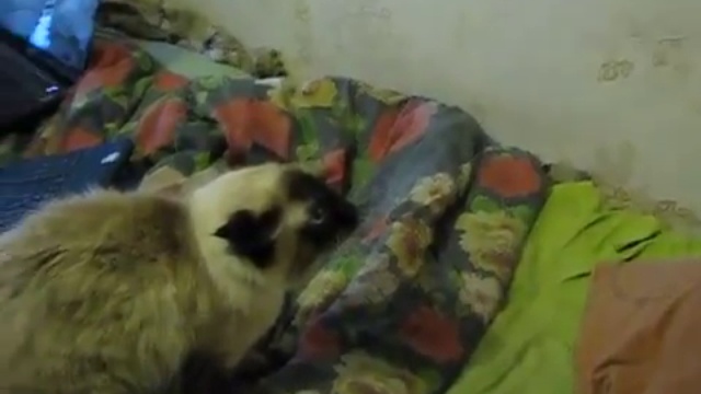 Не обижай кота смотреть онлайн