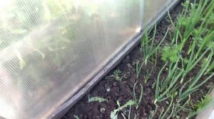 ЛУК - ЭКСИБИШЕН! САЖАТЬ ЕГО НА СЕВОК ИЛИ НЕТ?