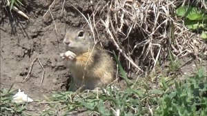 Интересные факты о сусликах