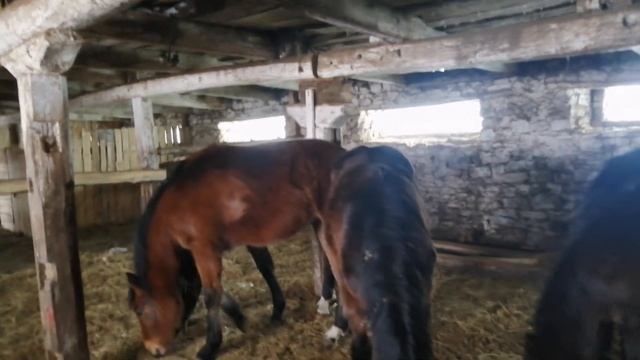 Продажа жеребят полутяжиков. Кобылки 2 года под заездку смотреть онлайн