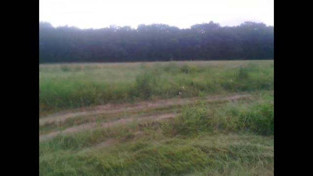 Сенокос 2019. На какой скорости нужно косить. Намотал кабель на косу смотреть онлайн