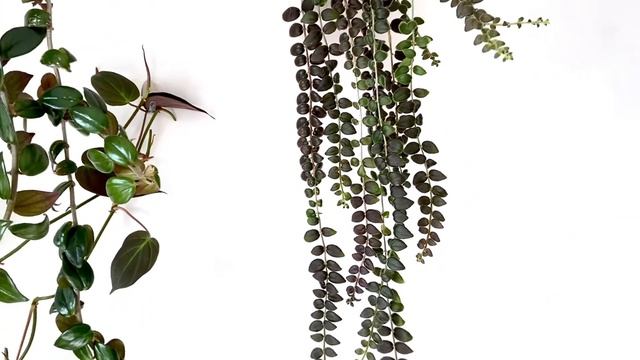 КОЛУМНЕЯ ГЛОРИОЗА [Краткий Видео Обзор] смотреть онлайн