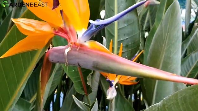 Complete Guide to Strelitzia Reginae: How to Care for “Bird of Paradise” Flower смотреть онлайн