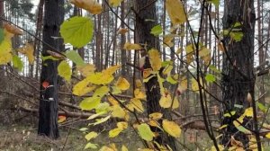 Шум осенней листвы и леса. #природа #расслабление #русь
