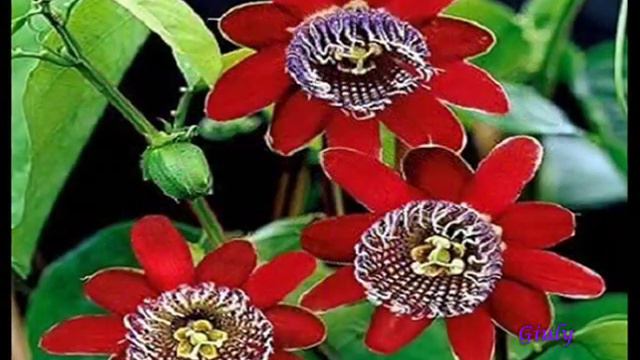 LA PASSIFLORA смотреть онлайн