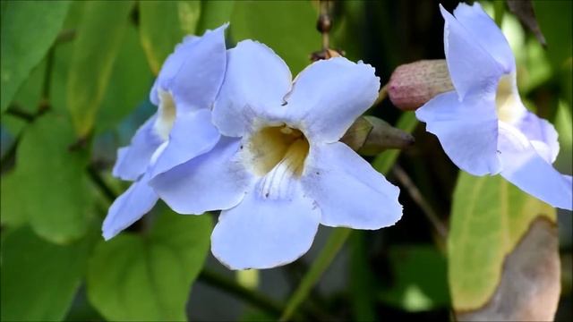 รางจืด ( Thunbergia laurifolia ) смотреть онлайн