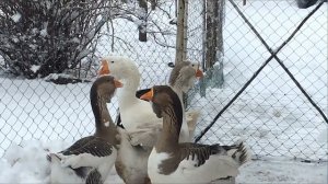 ХОЛМОГОРСКИЕ ГУСИ 23, семьи