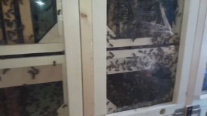 Кассетный пчелопавильон Валерия Коменданта (КВалер )