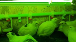 Правильный брудер для перепелов.