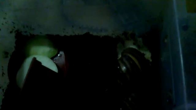 Моя улитка снисёт пробную кладку