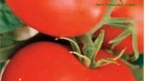 Томат обыкновенный Надежда. Краткий обзор, описание характеристик, где купить семена