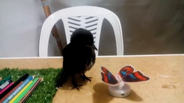 Как приручить скворца смотреть онлайн