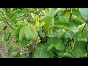 Новый способ размножения ирги