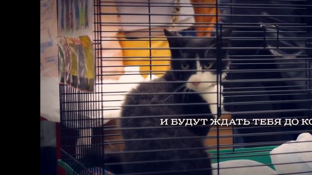 Бездомные животные смотреть онлайн