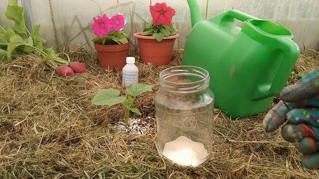 Как приготовить подкормку для стимулятора роста огурцов смотреть онлайн