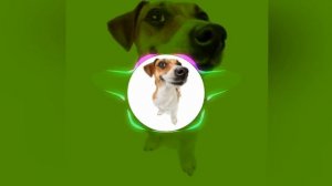 мемная собачка читает фонк- HONK #фонк #круто #мем #топ #хучуврек #фонк #собака ?