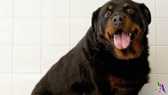 Хозяева думали, что СОБАКА беременна, но шли месяцы, а она не рожала. Ветеринар был в шоке, когда… смотреть онлайн