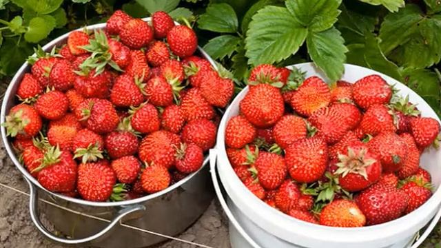 Вот почему я НЕ выбрасываю ХВОСТИКИ ОТ КЛУБНИКИ! смотреть онлайн